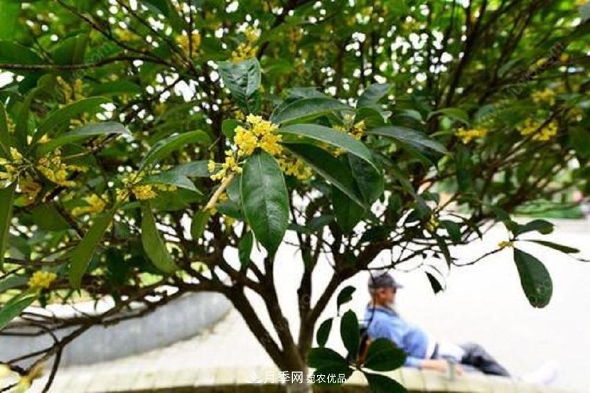 桂花香氣濃郁，但繁殖難？掌握四種方法，明年桂花開(kāi)滿(mǎn)園(圖2)