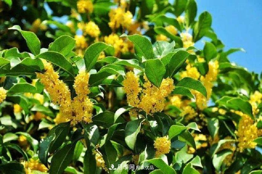 桂花香氣濃郁，但繁殖難？掌握四種方法，明年桂花開(kāi)滿(mǎn)園(圖4)