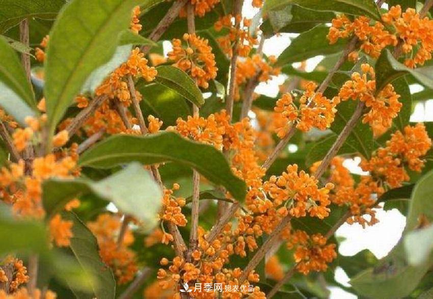 桂花香氣濃郁，但繁殖難？掌握四種方法，明年桂花開(kāi)滿(mǎn)園(圖7)