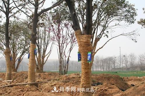 立秋后大樹(shù)移栽的第二個(gè)黃金時(shí)期馬上到，苗木措施抓緊做起來(lái)(圖1)