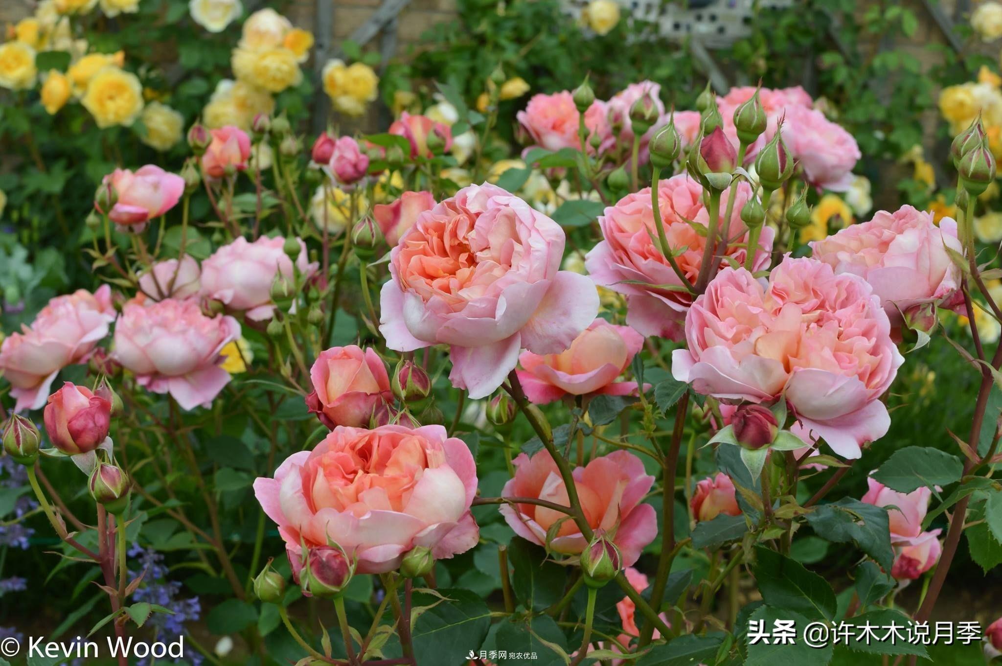 如何買(mǎi)到正版歐月？月季購買(mǎi)防騙手冊，幾招鑒定歐月，拒絕小白花(圖1)