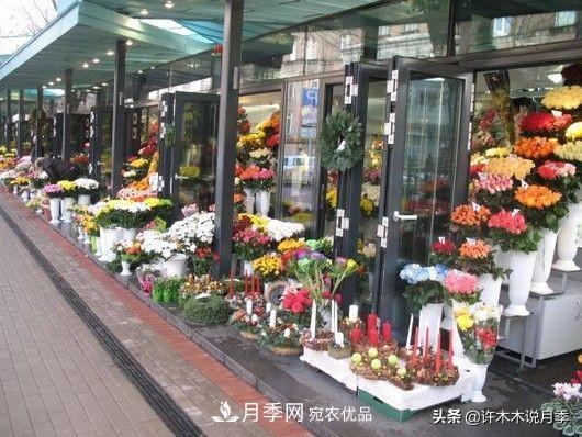 如何買(mǎi)到正版歐月？月季購買(mǎi)防騙手冊，幾招鑒定歐月，拒絕小白花(圖4)
