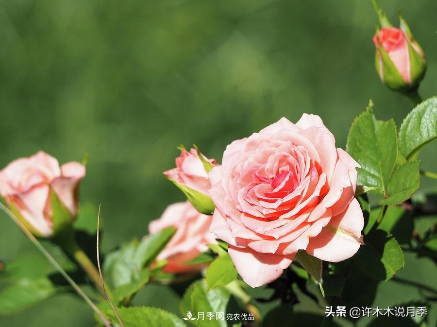 如何買(mǎi)到正版歐月？月季購買(mǎi)防騙手冊，幾招鑒定歐月，拒絕小白花(圖10)