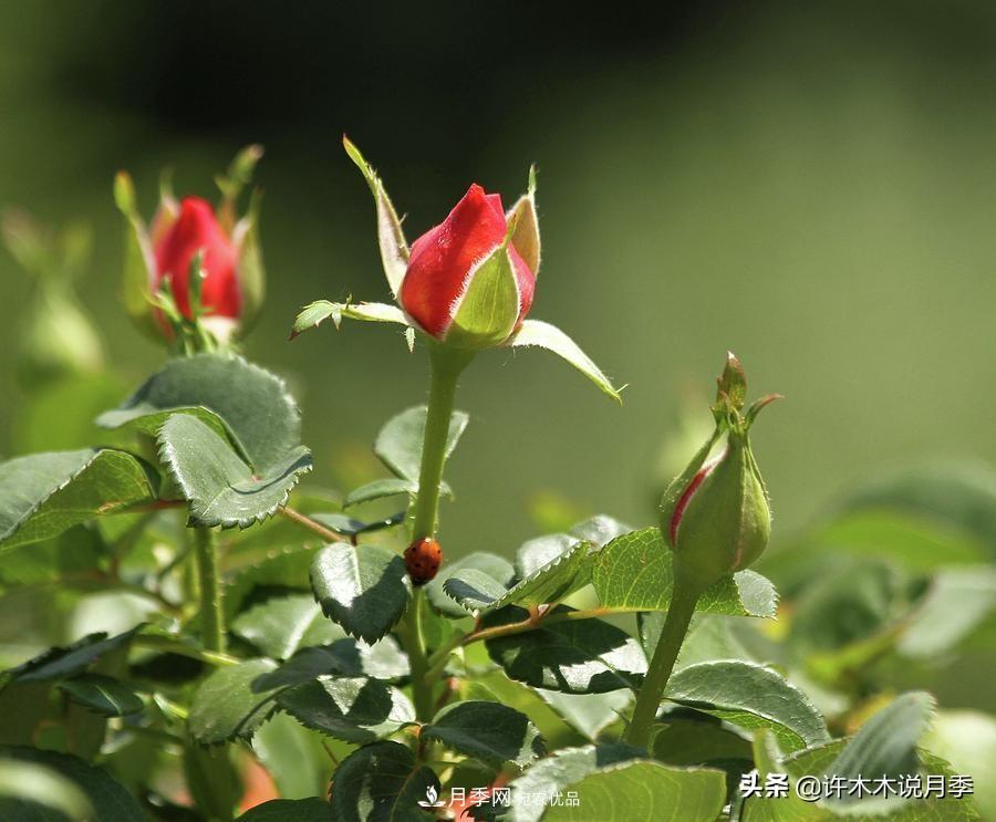 如何買(mǎi)到正版歐月？月季購買(mǎi)防騙手冊，幾招鑒定歐月，拒絕小白花(圖8)