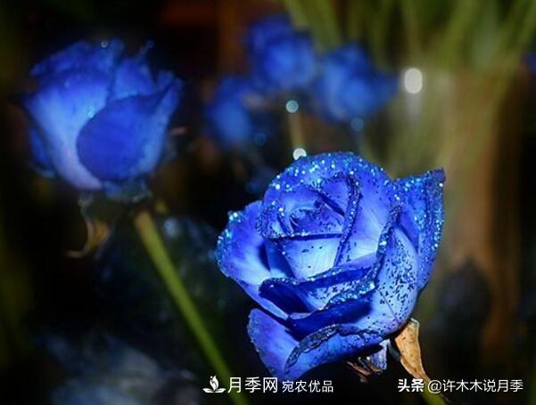如何買(mǎi)到正版歐月？月季購買(mǎi)防騙手冊，幾招鑒定歐月，拒絕小白花(圖6)