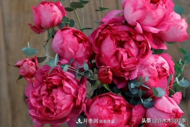 如何買(mǎi)到正版歐月？月季購買(mǎi)防騙手冊，幾招鑒定歐月，拒絕小白花(圖7)