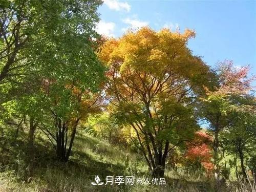 精品叢生苗木，未來(lái)發(fā)展潛力大(圖1)