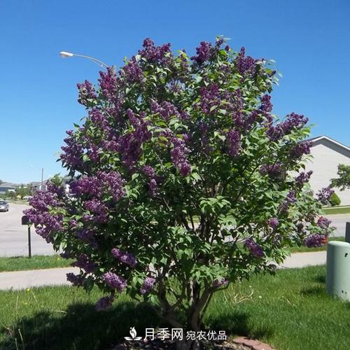 精品叢生苗木，未來(lái)發(fā)展潛力大(圖3)