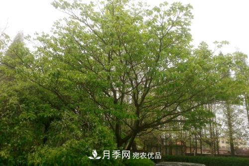 精品叢生苗木，未來(lái)發(fā)展潛力大(圖5)