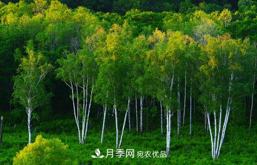 精品叢生苗木，未來(lái)發(fā)展潛力大(圖4)