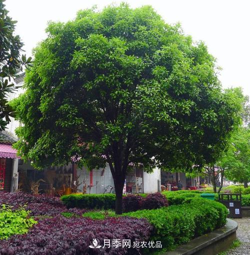 精品叢生苗木，未來(lái)發(fā)展潛力大(圖2)