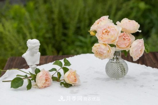「直播預告」聽(tīng)天狼細說(shuō)月季的現在與未來(lái)(圖3)