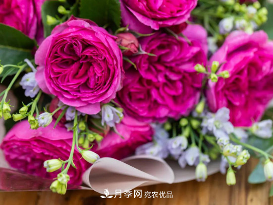 「直播預告」聽(tīng)天狼細說(shuō)月季的現在與未來(lái)(圖4)