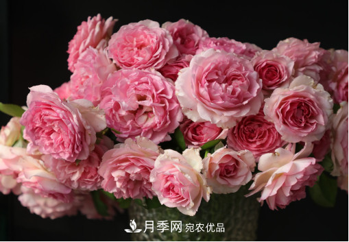 「直播預告」聽(tīng)天狼細說(shuō)月季的現在與未來(lái)(圖7)