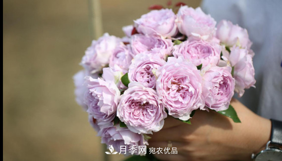 「直播預告」聽(tīng)天狼細說(shuō)月季的現在與未來(lái)(圖11)