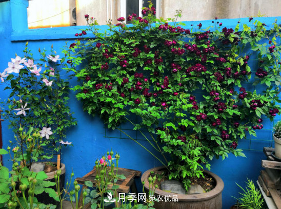 「直播預告」聽(tīng)天狼細說(shuō)月季的現在與未來(lái)(圖10)