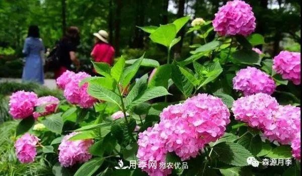 月季天冷后怎么養？月季花能開(kāi)爆盆嗎？具體怎么養護呢？(圖2)