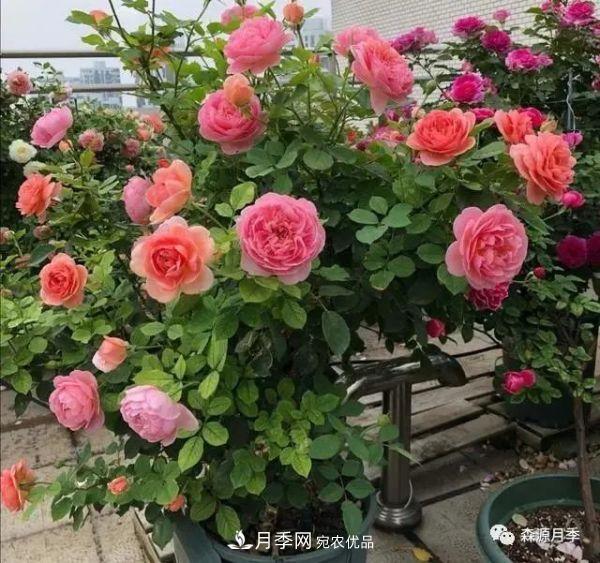 月季天冷后怎么養？月季花能開(kāi)爆盆嗎？具體怎么養護呢？(圖1)
