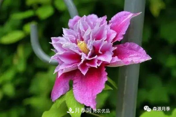 月季天冷后怎么養？月季花能開(kāi)爆盆嗎？具體怎么養護呢？(圖3)