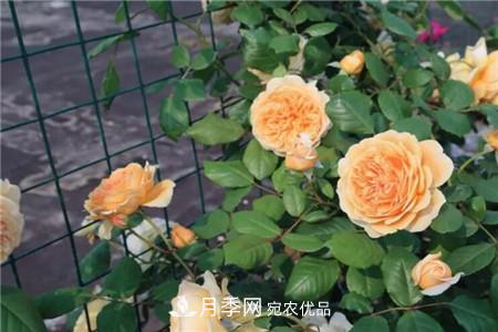 夏天亂澆水，月季多肉…澆一盆死一盆！(圖1)