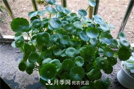 夏天亂澆水，月季多肉…澆一盆死一盆！(圖4)