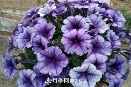 夏天亂澆水，月季多肉…澆一盆死一盆！(圖7)