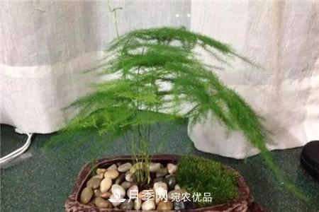 夏天亂澆水，月季多肉…澆一盆死一盆！(圖8)