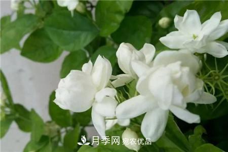 夏天亂澆水，月季多肉…澆一盆死一盆！(圖6)