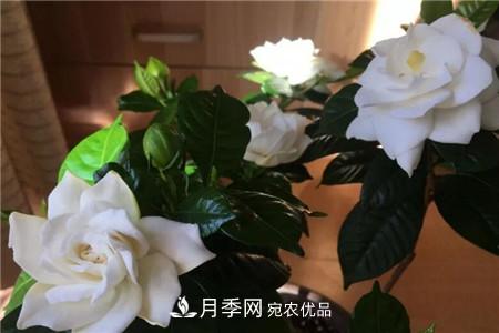 夏天亂澆水，月季多肉…澆一盆死一盆！(圖2)