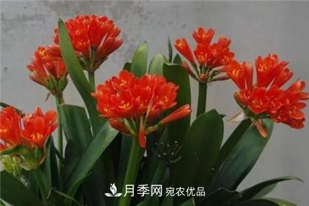 夏天亂澆水，月季多肉…澆一盆死一盆！(圖5)