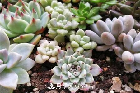夏天亂澆水，月季多肉…澆一盆死一盆！(圖3)