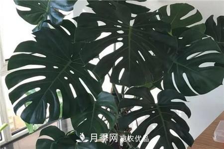夏天亂澆水，月季多肉…澆一盆死一盆！(圖12)
