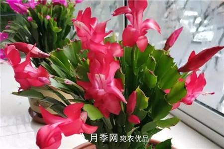 夏天亂澆水，月季多肉…澆一盆死一盆！(圖11)