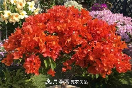 夏天亂澆水，月季多肉…澆一盆死一盆！(圖10)