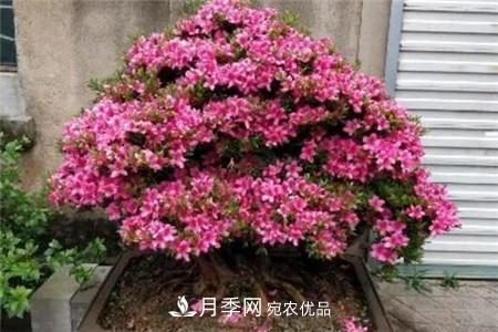 夏天亂澆水，月季多肉…澆一盆死一盆！(圖9)