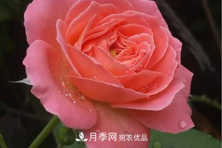 月季花冬天怎么過(guò)冬，冬天怎么剪枝(圖2)