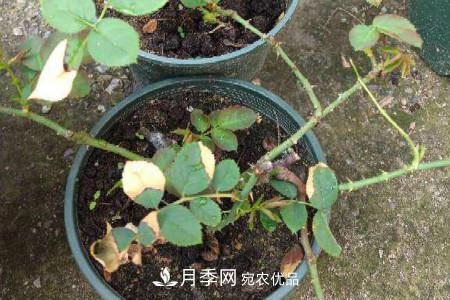 月季花冬天怎么過(guò)冬，冬天怎么剪枝(圖1)