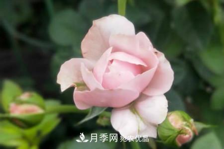 月季花冬天怎么過(guò)冬，冬天怎么剪枝(圖3)