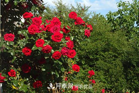 藤本月季怎么搭架子，怎么牽引？(圖1)