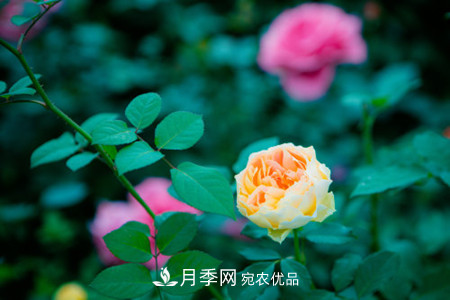 藤本月季怎么搭架子，怎么牽引？(圖2)