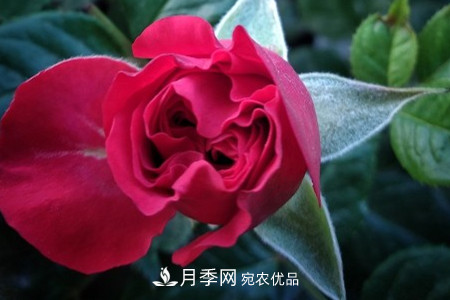藤本月季怎么搭架子，怎么牽引？(圖3)