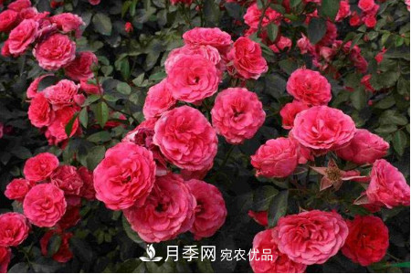 豐花月季的養殖方法和注意事項(圖1)