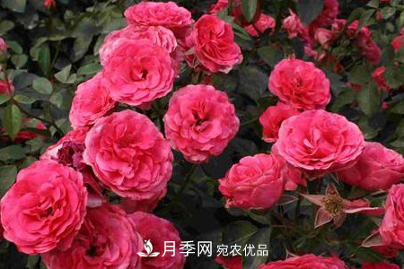豐花月季的養殖方法和注意事項(圖3)