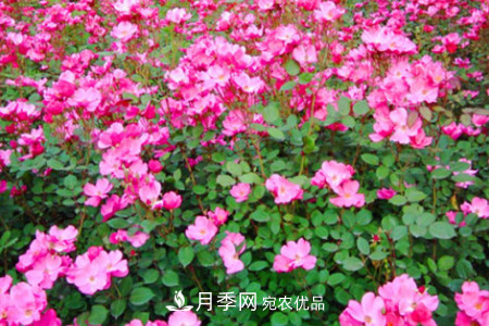 豐花月季的養殖方法和注意事項(圖2)