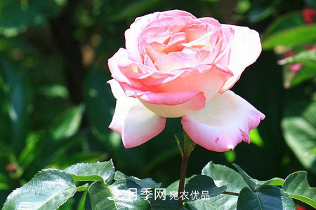 豐花月季的養殖方法和注意事項(圖4)