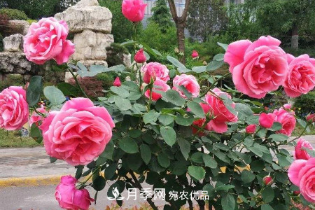 豐花月季的養殖方法和注意事項(圖5)