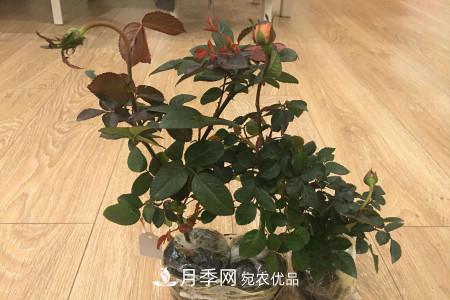 養護月季小苗要剪掉花苞嗎？(圖1)