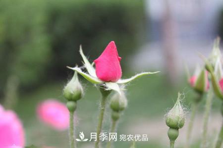 養護月季小苗要剪掉花苞嗎？(圖2)