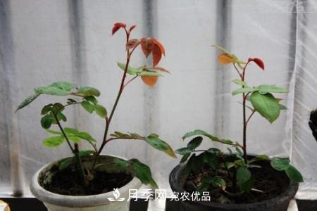 養護月季小苗要剪掉花苞嗎？(圖3)