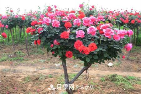 樹(shù)狀月季好養嗎，該怎么養護？(圖1)